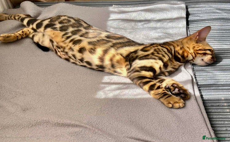 Bengal cats in Northampton - Advert 8