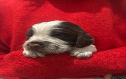 Cocker Spaniel dogs for sale: Cocker Spaniel Puppies - Advert 4