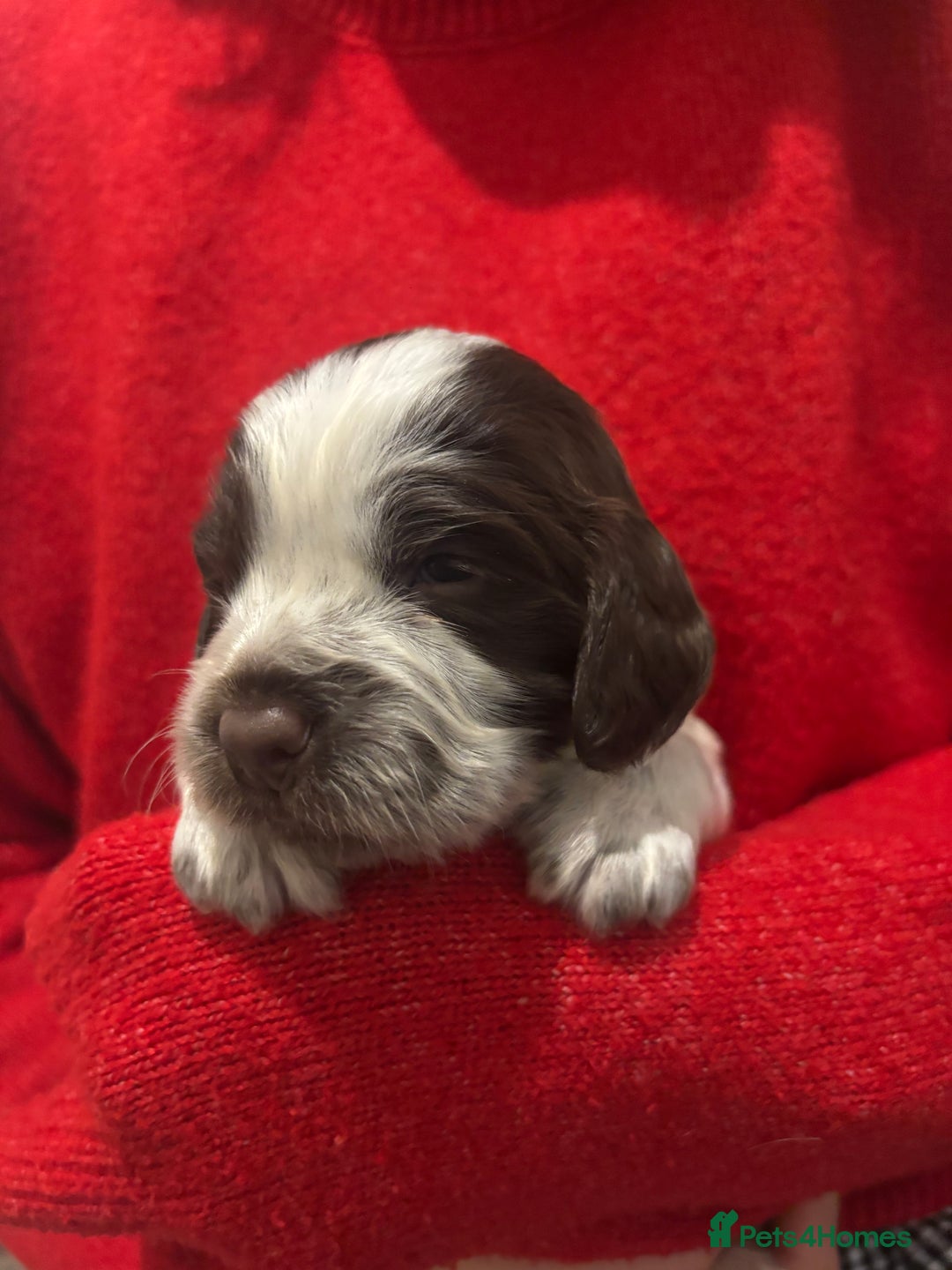 Cocker Spaniel dogs for sale: Cocker Spaniel Puppies - Advert 4