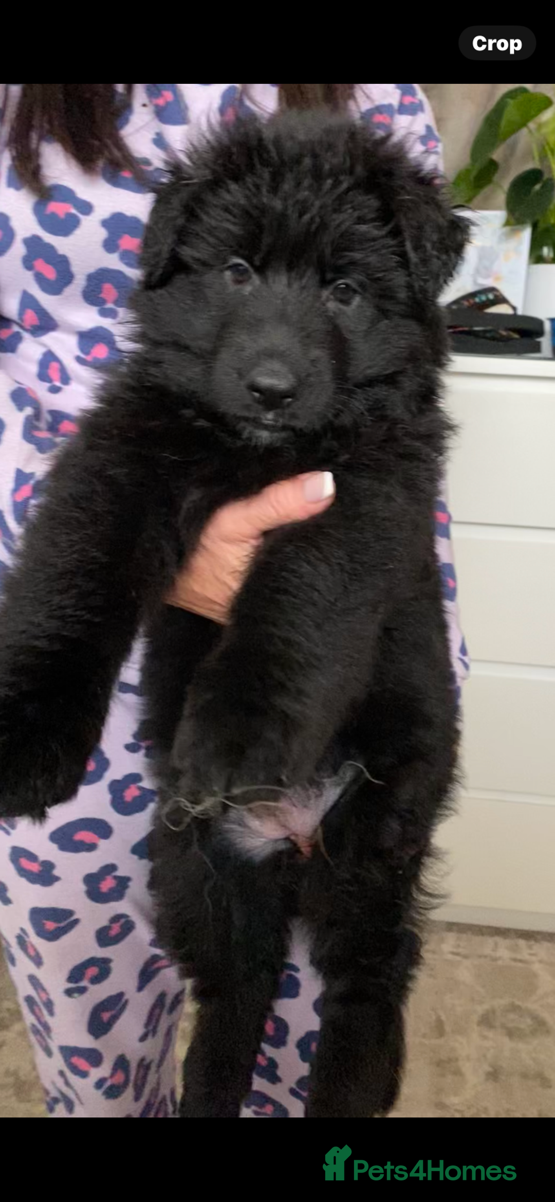 German Shepherd dogs for sale: KC REGISTERED GERMAN SHEPHERD PUPS - Image 10