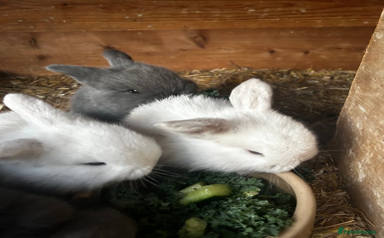 Mini Lop rabbits Mini lop babies looking for their forever homes - Advert 8