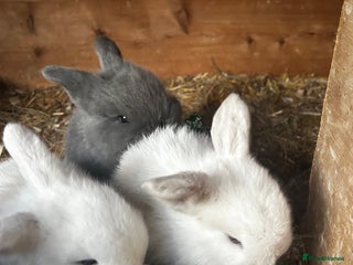 Mini Lop rabbits Mini lop babies looking for their forever homes - Advert 6