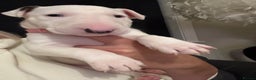 English Bull Terrier dogs for sale: ⭐️Ready Now ⭐️KC Champion EBT Pups ⭐️ - Advert 36