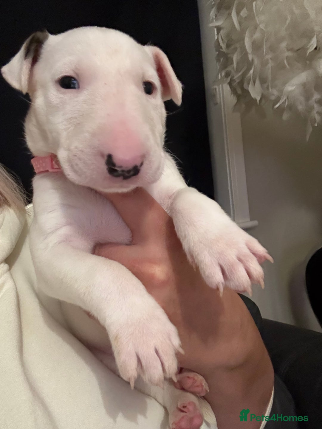 English Bull Terrier dogs for sale: ⭐️Ready Now ⭐️KC Champion EBT Pups ⭐️ - Advert 36