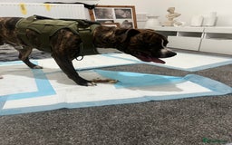 Staffordshire Bull Terrier dogs for sale: Rolo  - Image 4