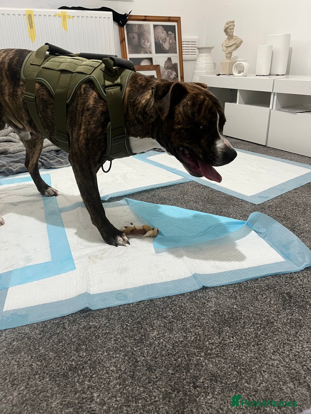 Staffordshire Bull Terrier dogs for sale: Rolo  - Image 4