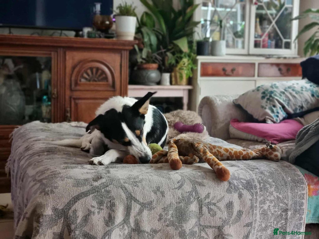 Mixed Breed dogs for adoption: Meet Comet – A Loyal Heart Waiting for His Chance - Image 4