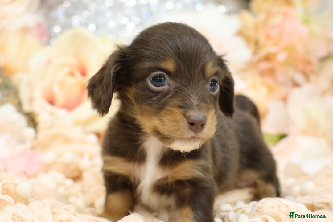 Miniature Dachshund dogs for sale: KC Longhair Miniature Dachshund Puppies - Advert 10