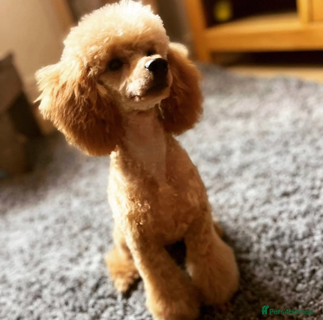 Miniature Poodle dogs for stud: KC registered (Red Miniature poodle) stud  in Bristol - Advert 3