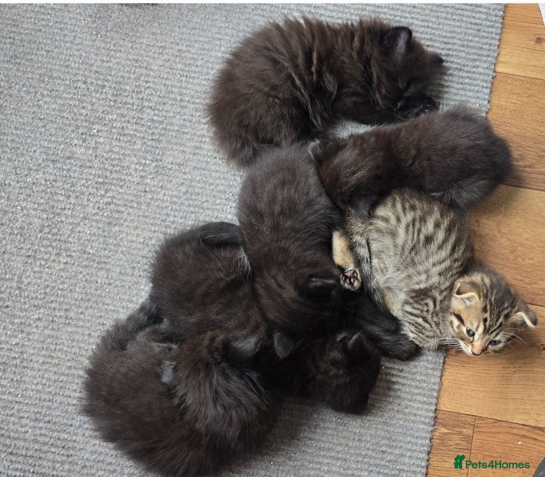 Scottish Fold cats Full pedigree Scottish fold kittens 8 wks old - Advert 9