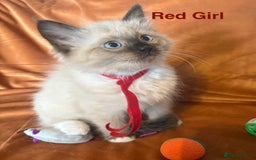 Ragdoll cats for sale: Adorable pure Ragdoll kittens boys and girls - Image 27