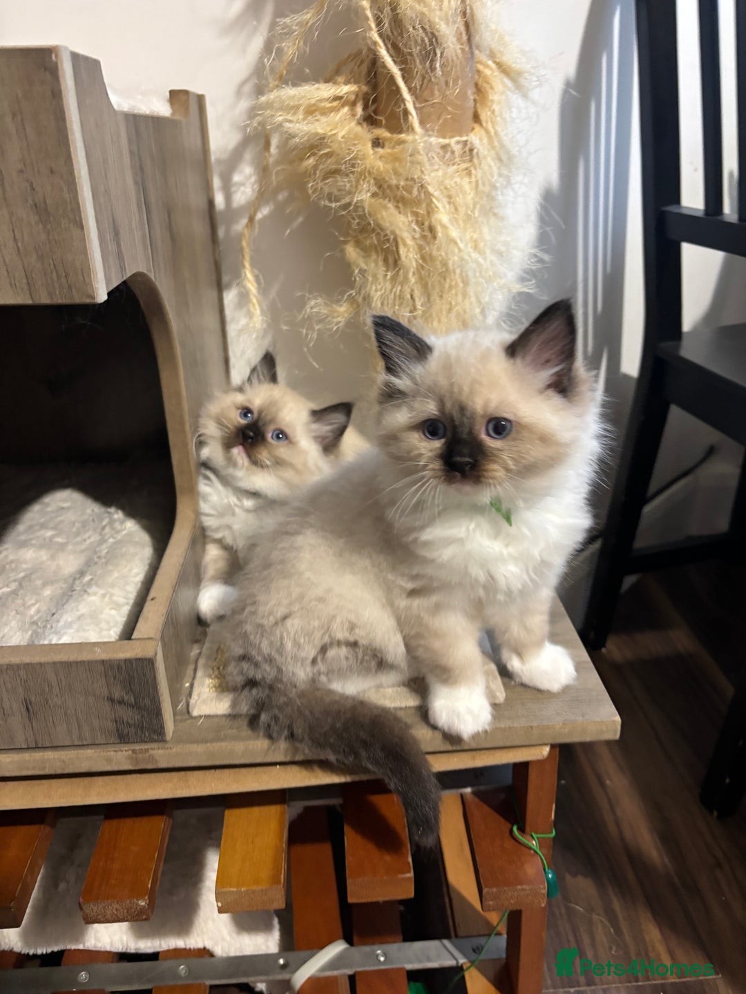 Ragdoll cats for sale: Pure Fluffy Ragdoll kittens - Advert 24