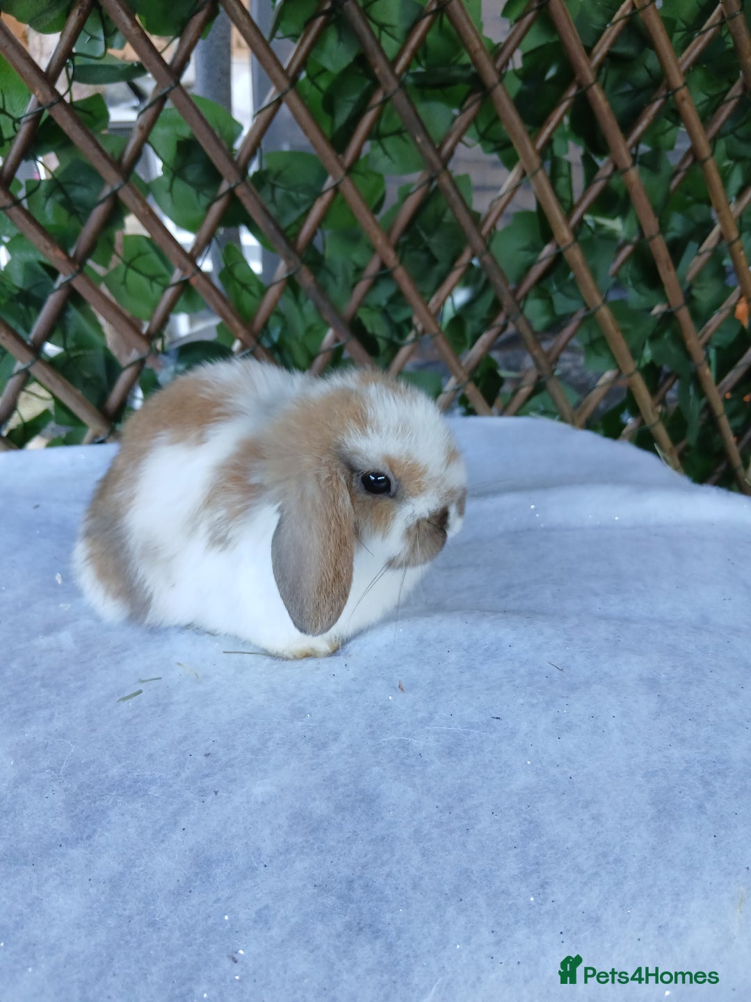 Mini Lop rabbits for sale: ALL REHOMED - Advert 3