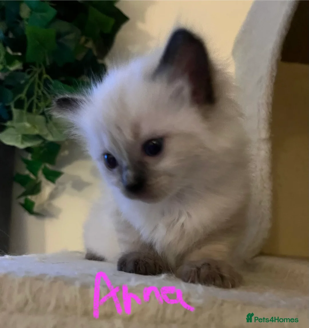 Ragdoll cats for sale: Pure ragdoll GCCF mom’s kittens for sale - Advert 3