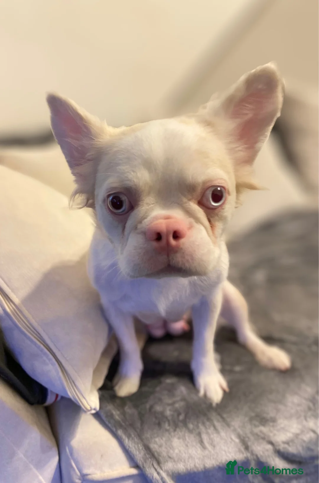 French Bulldog dogs for sale: 7 beautiful French bulldog puppies  - Advert 18