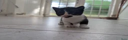 Mixed Breed cats for sale: Georgous Kittens Looking For A New Home - Advert 7