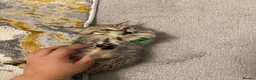 British Shorthair cats for sale: British shorthairs kittens  - Advert 15