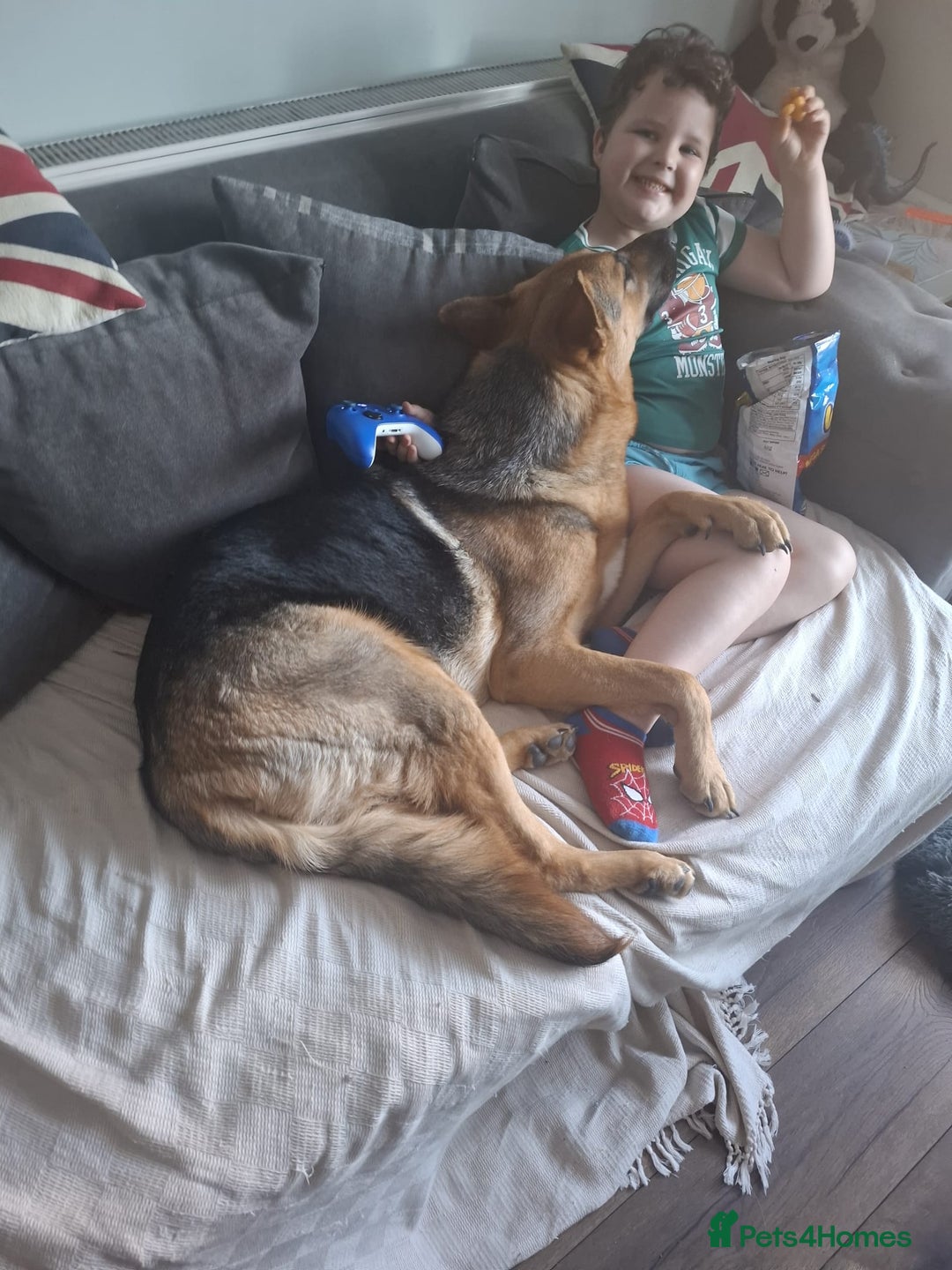 German Shepherd dogs for sale: 1 year old german Shepherd  - Advert 5