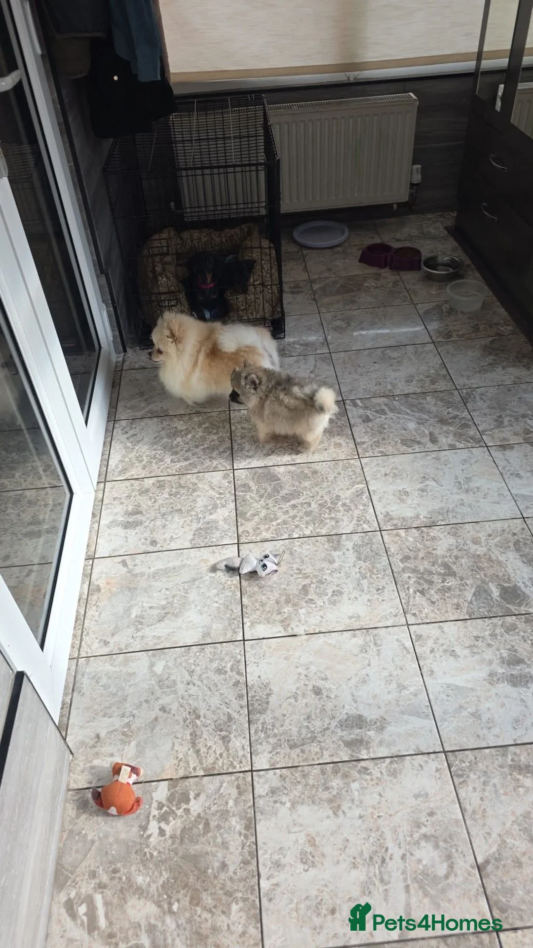 Pomeranian dogs for sale: 🥰😍Ready for new house 🥰🥰🥰 - Advert 2