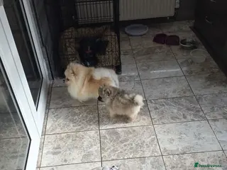 Pomeranian dogs 🤠🤠🤠LAST Miniature Pomeranian PUPPY WOLF 🤠🤠🤠 - Advert 1
