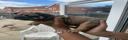 French Bulldog dogs for sale: 5 beautiful Kc reg pups carrying  **  & fluffy - Advert 10