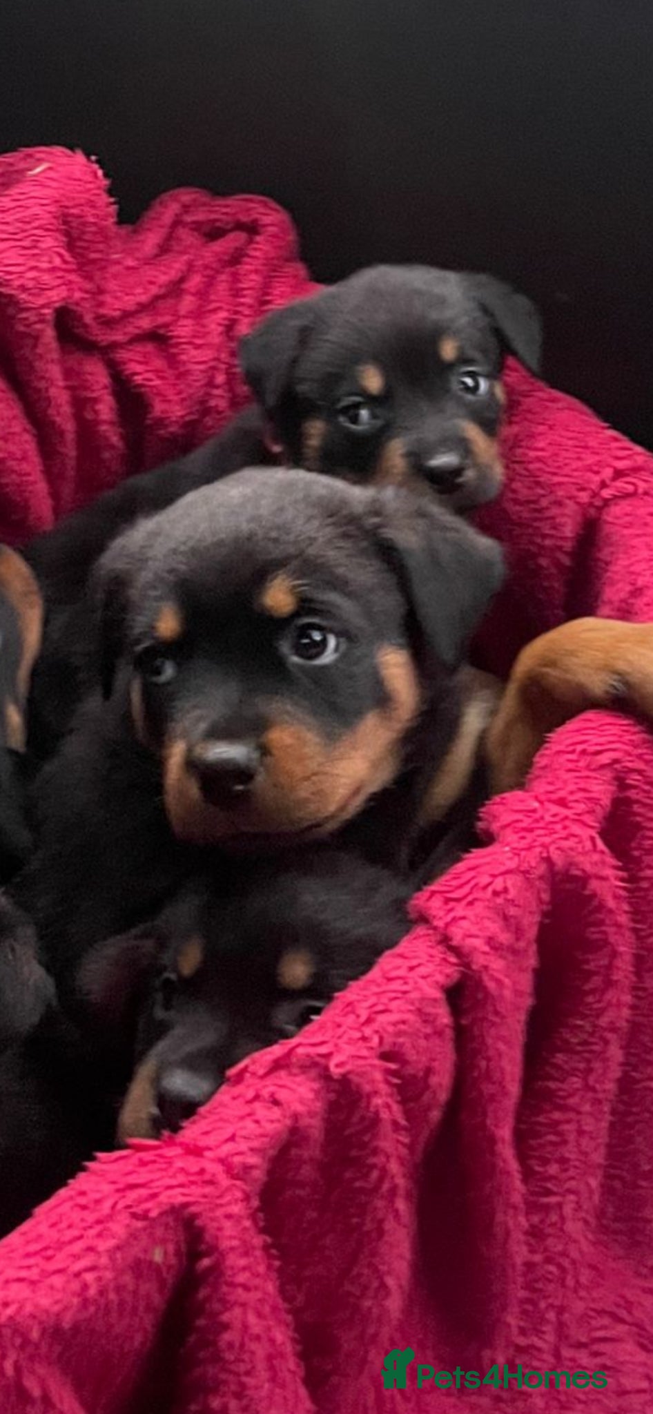 Rottweiler dogs  German Rottweiler puppies  - Advert 11