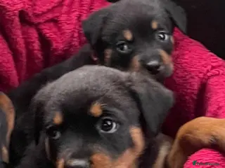 Rottweiler dogs German Rottweiler puppies - Advert 1
