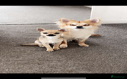 Chihuahua dogs for sale: Beautiful apple head puppies  - Image 4