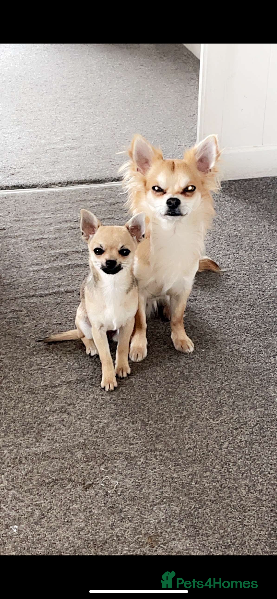 Chihuahua dogs for sale: Beautiful apple head puppies  - Image 4