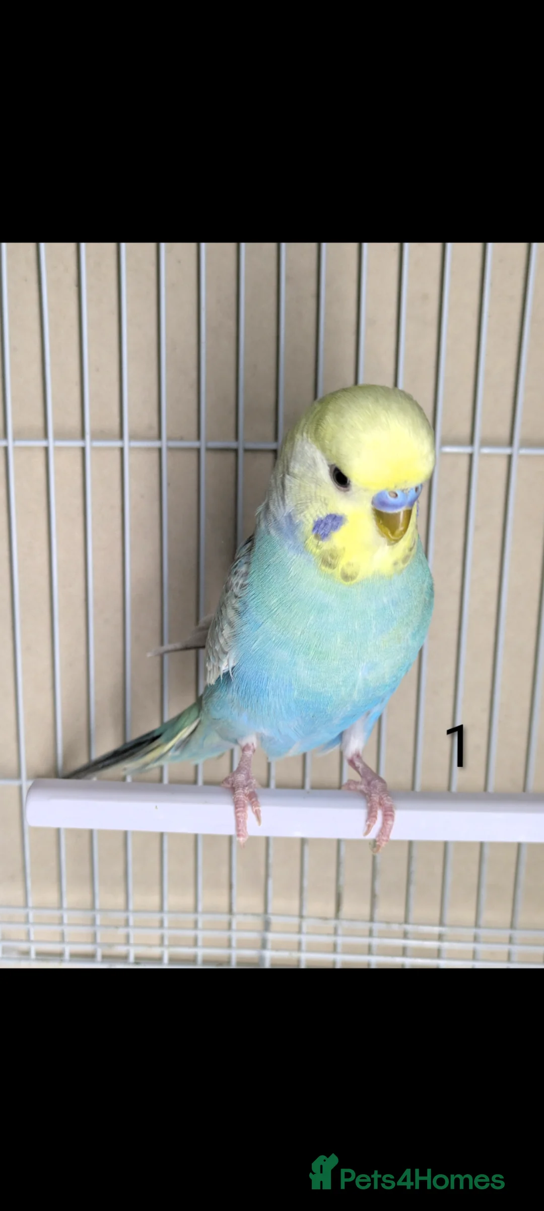 Budgerigars birds for sale: Baby Rainbow Budgies  - Advert 1