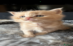 Maine Coon cats for sale: 7 Maine Coon x Bengal kittens - Image 5