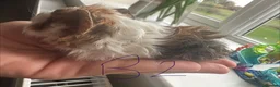 Guinea Pig rodents for sale: Baby Guinea Pig’s For Sale - Advert 5