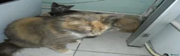 Mixed Breed cats for sale: 5 BEAUTIFUL KITTENS FOR SALE - Advert 3