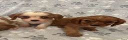 Cavalier King Charles Spaniel dogs for sale: Lovely king Charles Cavalier puppies in Abingdon - Advert 7