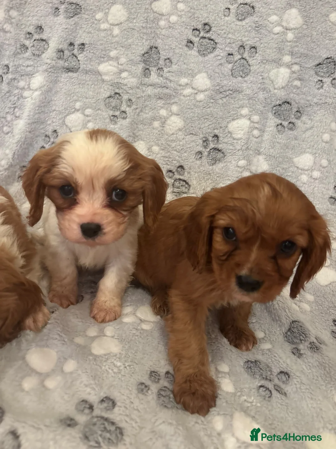 Cavalier King Charles Spaniel dogs for sale: Lovely king Charles Cavalier puppies in Abingdon - Advert 7