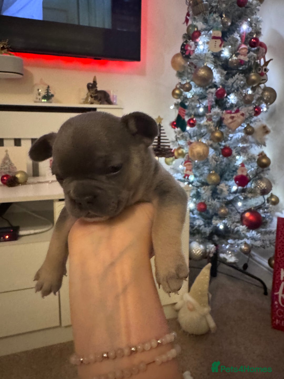 French Bulldog dogs for sale: French Bulldog puppies for sale  - Advert 6