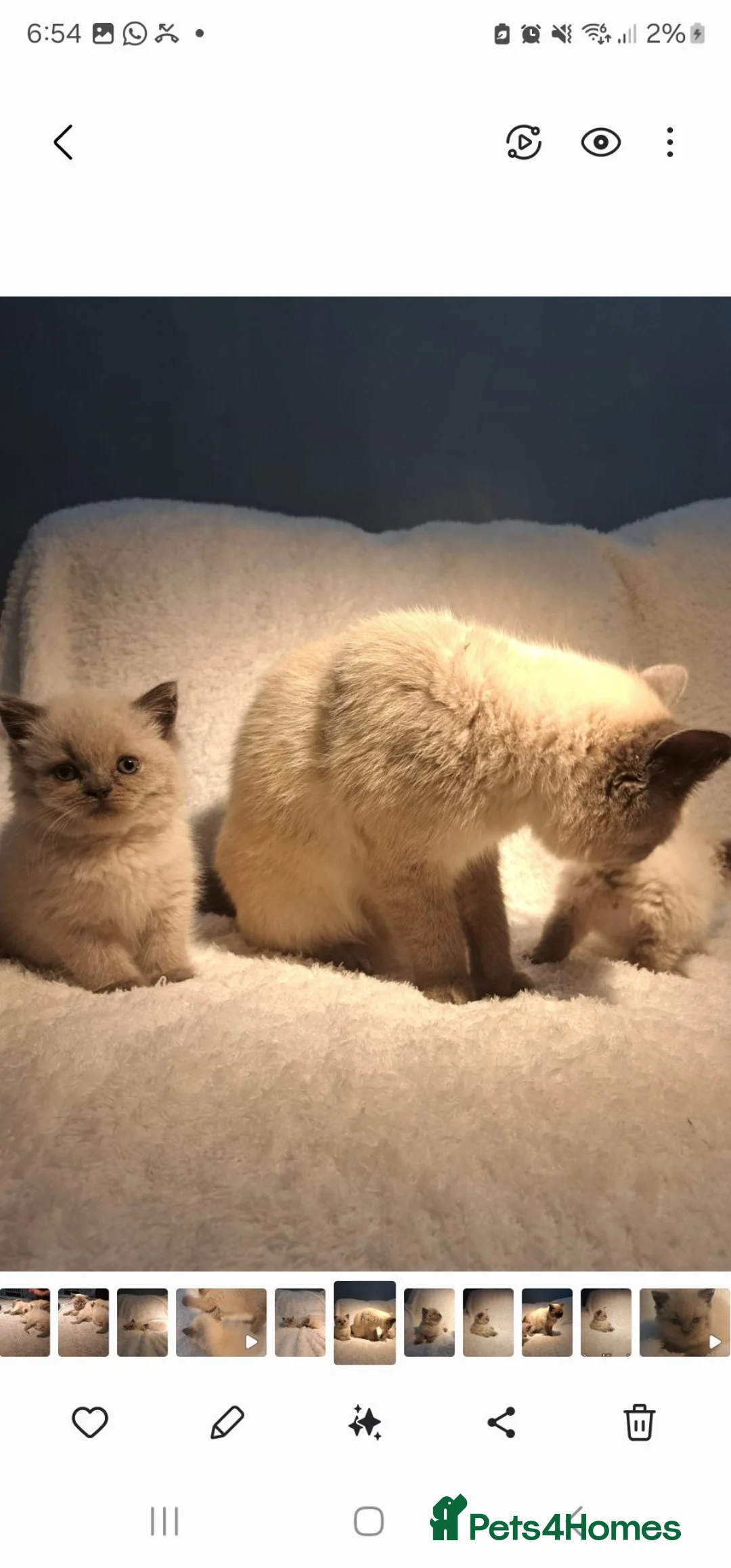British Shorthair cats for sale: British Shorthair kittens for sell  - Advert 6