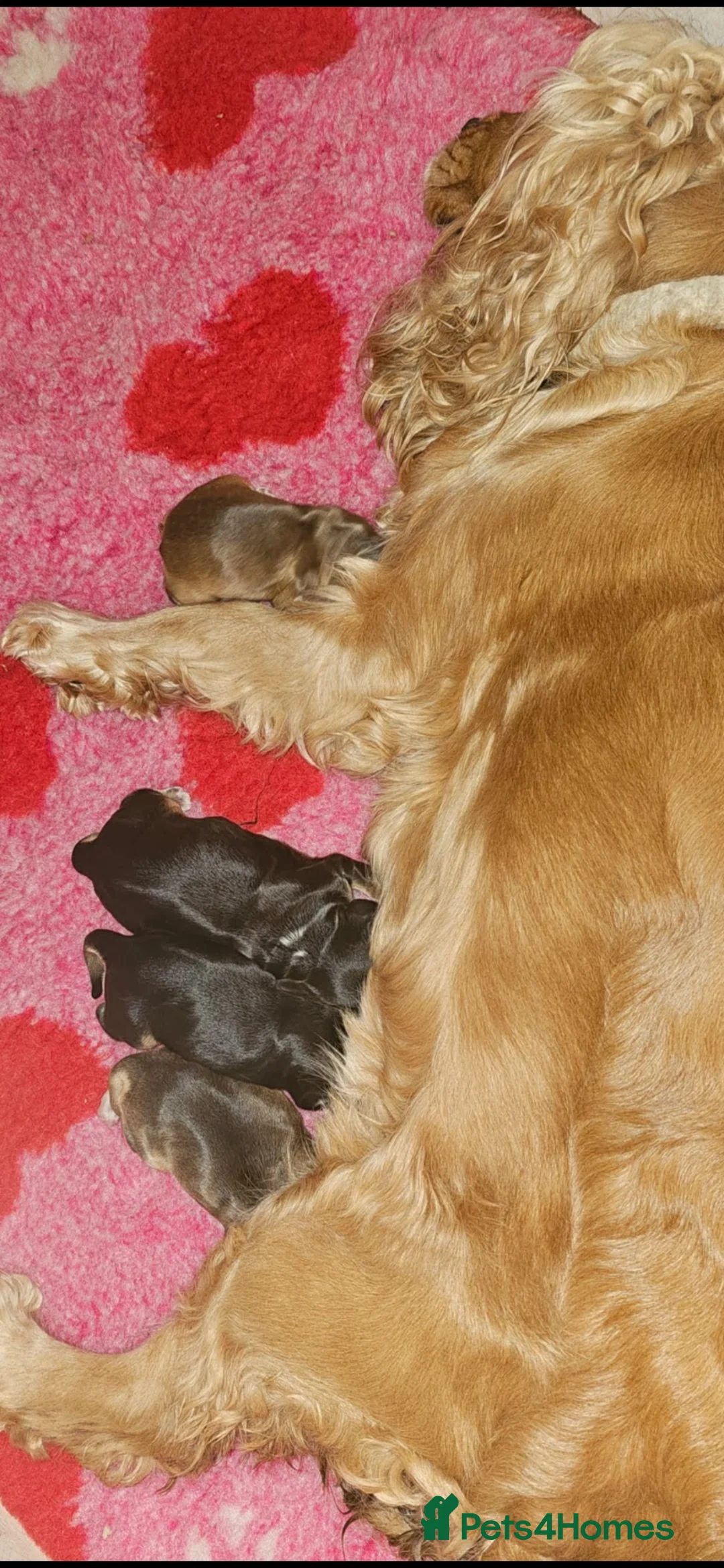 Cocker Spaniel dogs for sale: Show Cocker Puppies Arrived 🐾 - Advert 10