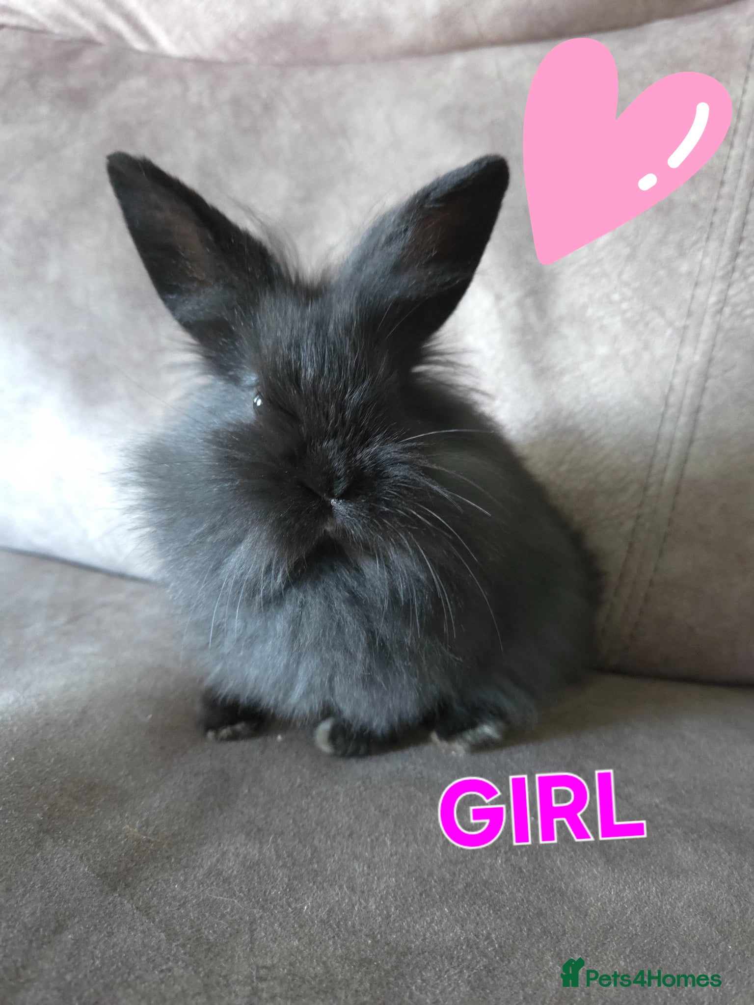 Mini Lion Lop rabbits Very tame 8 weeks mini lion lop ☆ 1 doe ☆ 1 buck - Advert 2