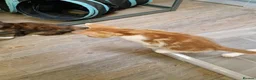 Mixed Breed cats for sale: Handsome Ginger Boy & Adorable Calico Girl - Advert 40
