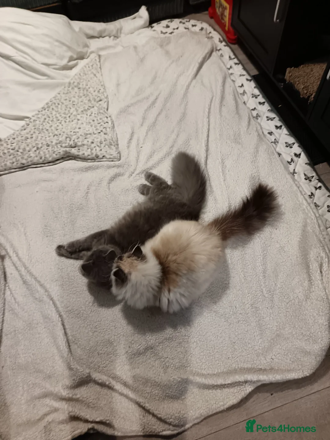 Ragdoll cats for sale: Gorgeous female ragdoll intact  - Advert 2