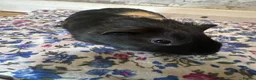 Guinea Pig rodents for sale: Baby guinea pig/ boys - Advert 5