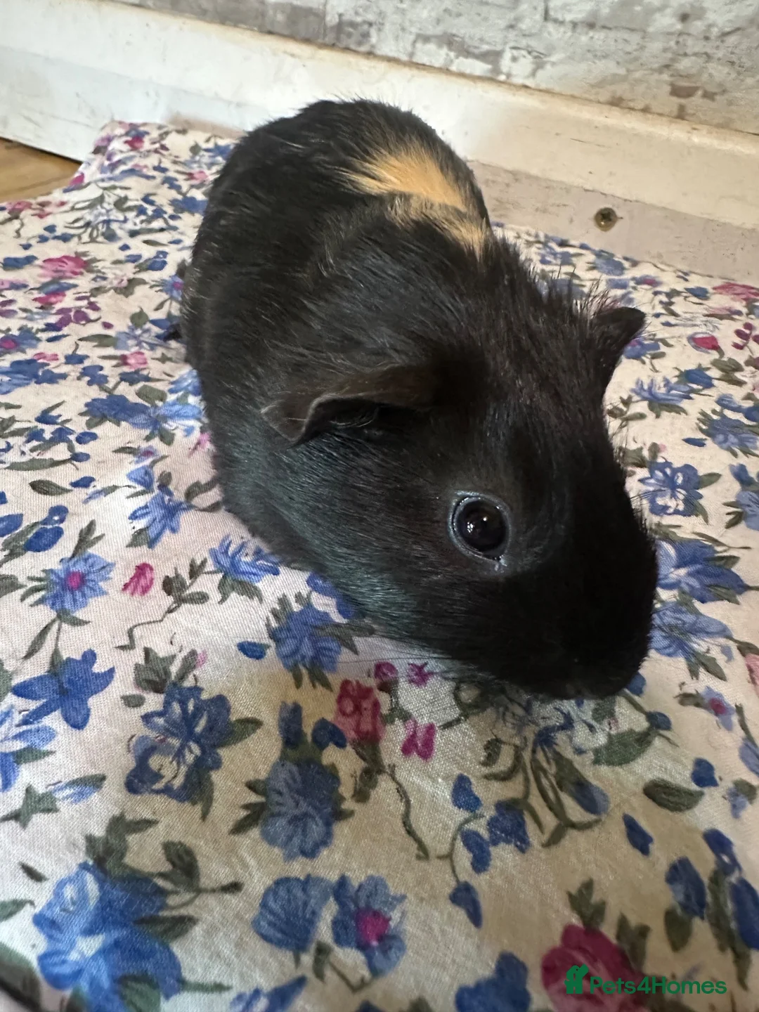 Guinea Pig rodents for sale: Baby guinea pig/ boys - Advert 5