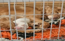 Cockapoo dogs for sale: Cockapoo puppoes - Image 13