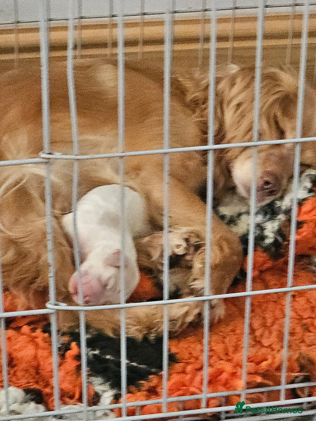 Cockapoo dogs for sale: Cockapoo puppoes - Image 13