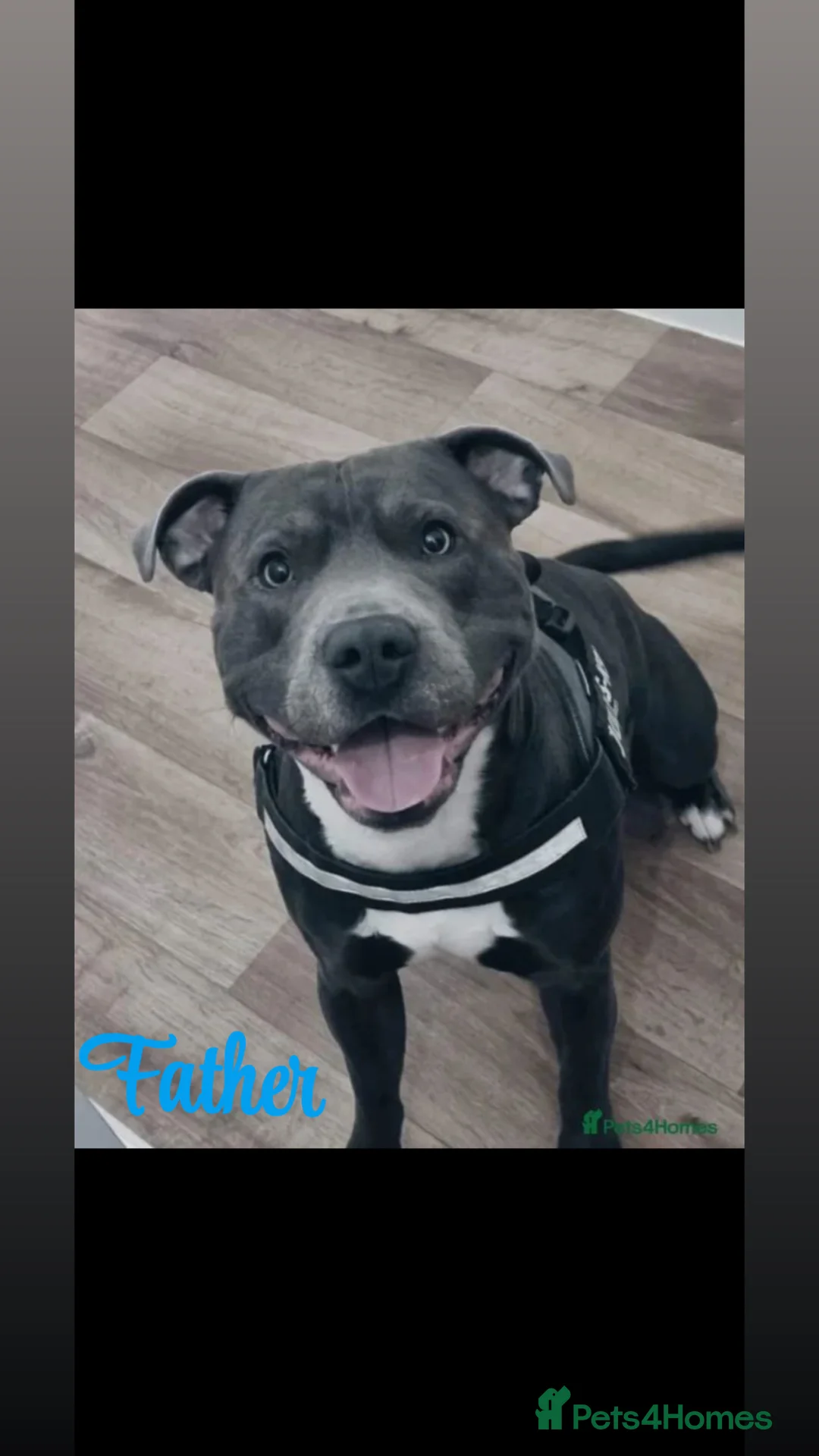 Staffordshire Bull Terrier dogs for sale: Pure Staffy Puppies For Sale! in Bromsgrove - Advert 14