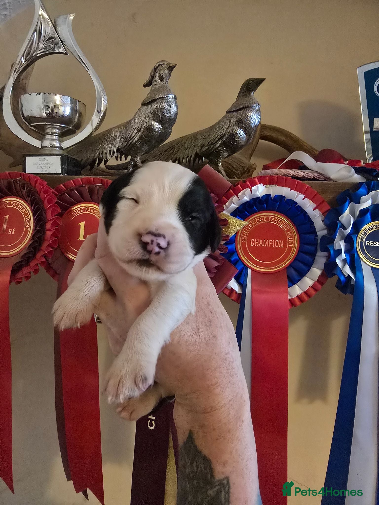 English Springer Spaniel dogs English springer spaniel litter  - Advert 4