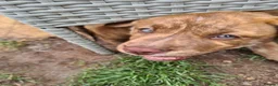 Mixed Breed dogs for sale: Husky x Staffy/Mastiff  - Advert 12