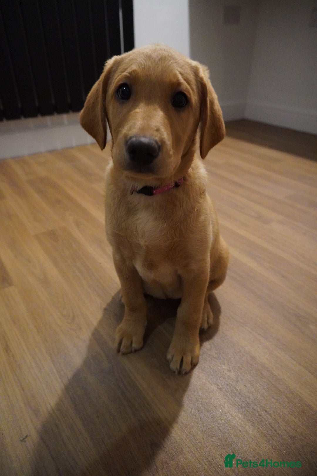 Labrador Retriever dogs for sale: Stunning KC Fox Red & Yellow Labrador Puppies - Advert 18