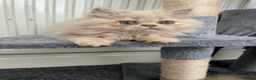 Persian cats for sale: 🐾 Persian Kittens for Sale 🐾 - Advert 2